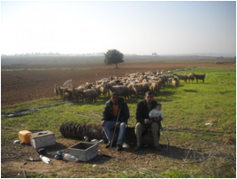 Description : chevres-b28b6